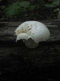Neolentinus lepideus image