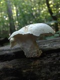 Neolentinus lepideus image