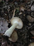 Megacollybia rodmani image