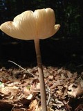 Hymenopellis furfuracea image