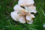 Pleurotus populinus image