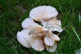 Pleurotus populinus image