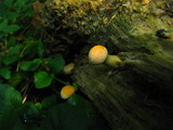 Gymnopilus luteus image