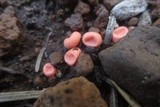 Lycogala epidendrum image
