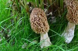 Morchella americana image