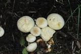 Agrocybe molesta image