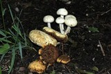 Agrocybe molesta image