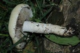 Agrocybe molesta image