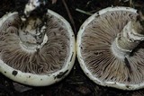 Agrocybe molesta image