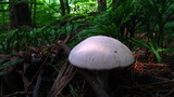 Clitopilus prunulus image