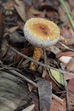 Austroboletus lacunosus image