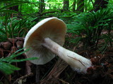 Clitopilus prunulus image