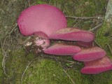 Fistulina guzmanii image