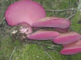 Fistulina guzmanii image