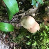 Entoloma rhodopolium image