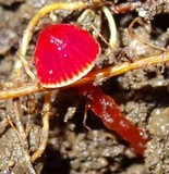 Hygrocybe hypohaemacta image