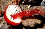 Hygrocybe hypohaemacta image