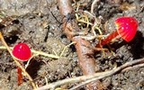 Hygrocybe hypohaemacta image