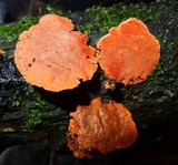 Pycnoporus sanguineus image