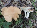Clitocybe gibba image