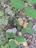 Clitocybe gibba image
