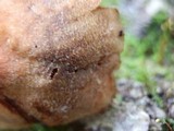 Cortinarius distans image