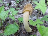Verpa bohemica image