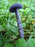 Laccaria amethystina image