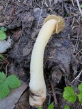 Verpa bohemica image