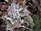 Thelephora penicillata image