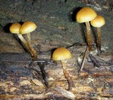 Galerina heterocystis image