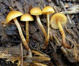 Galerina heterocystis image