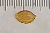 Galerina heterocystis image