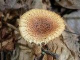 Heliocybe sulcata image