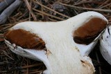 Cortinarius magnivelatus image