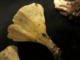 Cotylidia diaphana image