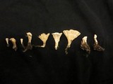 Cotylidia diaphana image