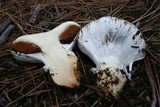 Cortinarius magnivelatus image