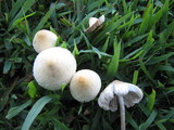 Chlorophyllum hortense image