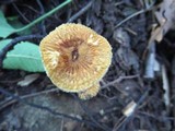 Crinipellis zonata image