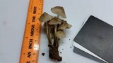 Mycena inclinata image