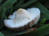 Chlorophyllum hortense image