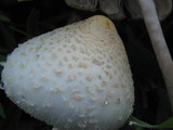 Chlorophyllum hortense image