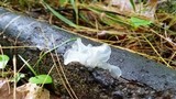 Tremella fuciformis image