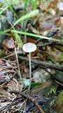 Mycena subcaerulea image
