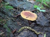 Xeromphalina tenuipes image