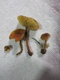 Xeromphalina tenuipes image