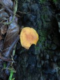 Xeromphalina tenuipes image