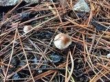 Pholiota highlandensis image