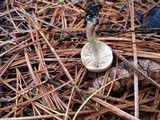 Pholiota highlandensis image